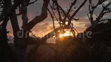 德国东弗里斯亚的一片麦田里，一棵古老的`蜘蛛网在夕阳下剪影。 多利射击/跟踪射击